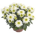 Chrysantheme FloraSelf Chrysanthemum indicum 'Picnic' Ø 12 cm Topf