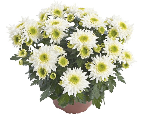 Chrysantheme FloraSelf Chrysanthemum indicum 'Picnic' Ø 12 cm Topf
