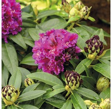 Großblumige Alpenrose FloraSelf Rhododendron Hybride 'Dramatic Dark' ® H 30-40 cm Co 6 L-thumb-0