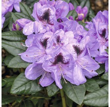 Großblumige Alpenrose FloraSelf Rhododendron Hybride 'Metallica' H 30-40 cm Co 6 L-thumb-0