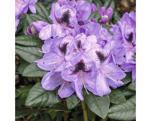 Großblumige Alpenrose FloraSelf Rhododendron Hybride 'Metallica' H 30-40 cm Co 6 L