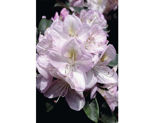 Großblumige Alpenrose FloraSelf Rhododendron Hybride 'Gomer Waterer' H 30-40 cm Co 6 L