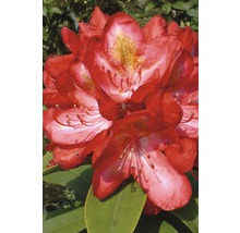 Großblumige Alpenrose FloraSelf Rhododendron Hybride 'Junifeuer' H 30-40 cm Co 6 L-thumb-0