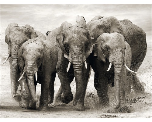 Leinwandbild Elephant Herd 84x116 cm-0