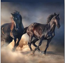 Leinwandbild Two Running Horses 27x27 cm-thumb-0