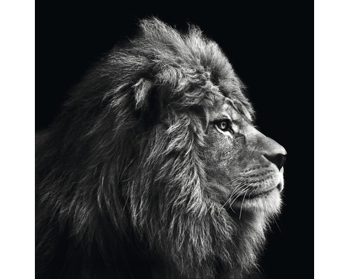 Leinwandbild Living Lion Head 40x40 cm-0