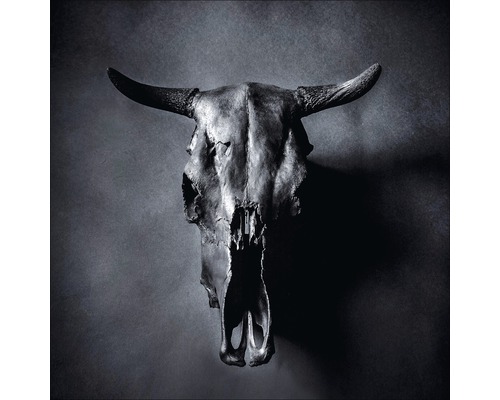 Leinwandbild Dead Bull Head 40x40 cm-0