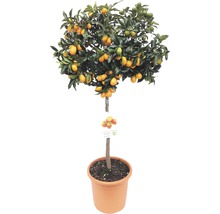 Kumquat-Stämmchen FloraSelf Citrus japonica Ø 24 cm Topf-thumb-0