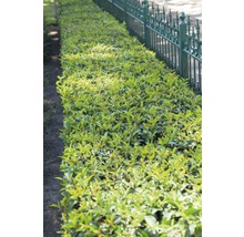 50 x Portugiesischer Kirschlorbeer FloraSelf Prunus lusitanica 'Angustifolia' H 60-80 cm Co 5 L für 20 m Hecke-thumb-2