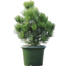 Zwergkiefer Botanico Pinus leucodermis 'Compact Gem' H 50-60 cm Co 15 L-thumb-0
