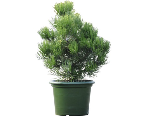Zwergkiefer Botanico Pinus leucodermis 'Compact Gem' H 50-60 cm Co 15 L-0