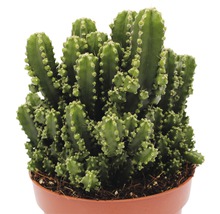 Kaktus FloraSelf Cereus repandus 'Paolina' H 20-25 cm Ø 12 cm Topf-thumb-1