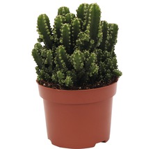 Kaktus FloraSelf Cereus repandus 'Paolina' H 20-25 cm Ø 12 cm Topf-thumb-0