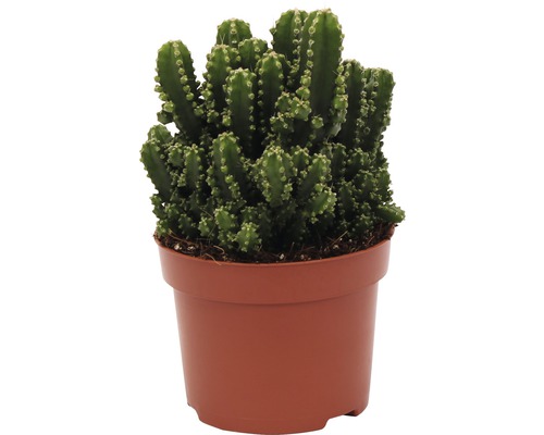 Kaktus FloraSelf Cereus repandus 'Paolina' H 20-25 cm Ø 12 cm Topf-0