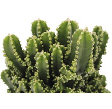 Kaktus FloraSelf Cereus repandus 'Paolina' H 20-25 cm Ø 12 cm Topf-thumb-2