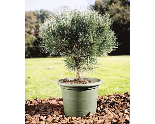 Blaue Waldkiefer FloraSelf Pinus sylvestris 'Watereri' H25-30 cm Co 3,7 L