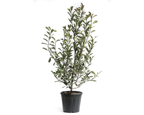 Glanzmispel 'Pink Marble' FloraSelf Photinia fraseri 'Pink Marble' H 125-150 cm Co 15 L-0