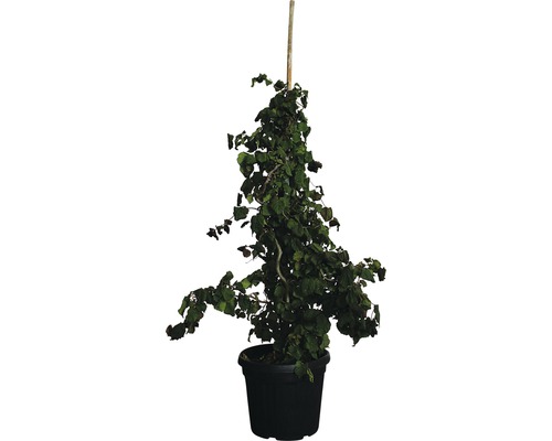 Korkenzieherhaselnuss FloraSelf Corylus avellana 'Red Majestic' H 120-130 cm Co 30 L