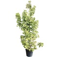 Amberbaum FloraSelf Liquidambar styraciflua 'Rotondiloba' H 200-240 Co 70 L