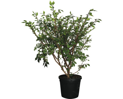 Spindelbaum FloraSelf Euonymus alatus H 60-80 cm C18 L-0