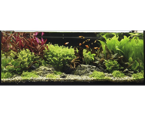 Aquarien-Wasserpflanzenpaket XL "Colors of Nature" für 100 l Aquarium 20 Töpfe