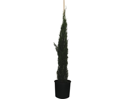 Mittelmeer-Zypresse 'Totem' FloraSelf Cupressus sempervirens 'Totem' H 150-170 cm Co 18 L-0