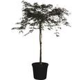 Dunkelroter Schlitzahorn FloraSelf Acer palmatum 'Dissectum Garnet' H 125-150 cm Co 35 L
