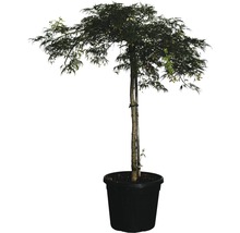 Grüner Schlitzahorn FloraSelf Acer palmatum 'Dissectum Viridis' H ca.140 cm Co 45 L-thumb-0