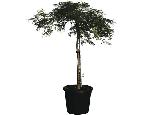 Grüner Schlitzahorn FloraSelf Acer palmatum 'Dissectum Viridis' H ca.140 cm Co 45 L-0