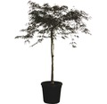 Dunkelroter Schlitzahorn FloraSelf Acer palmatum 'Dissectum Garnet' H ca.140 cm Co 45 L