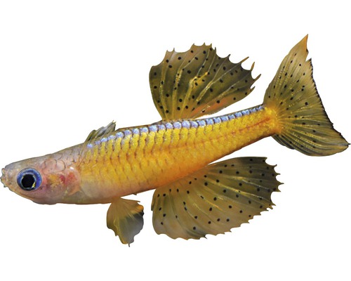 Fisch Paskais Blauauge - Pseudomugil luminatus