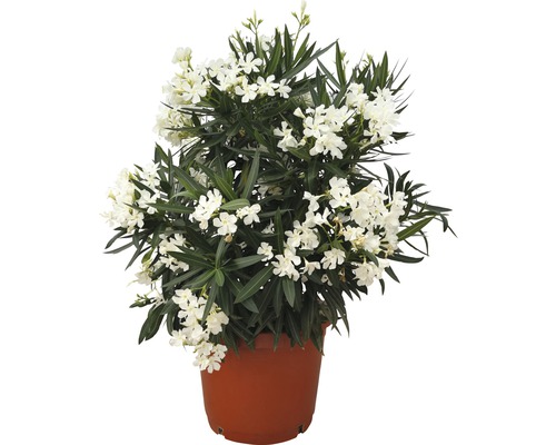 Oleander FloraSelf Nerium oleander H 100-120 cm Ø 40 cm Topf weiß