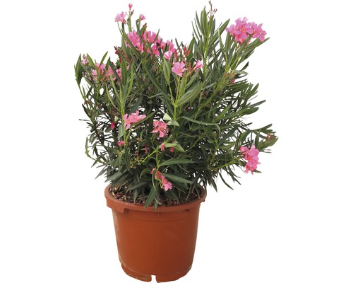 Oleander FloraSelf Nerium oleander H 100-120 cm Ø 40 cm Topf rosa
