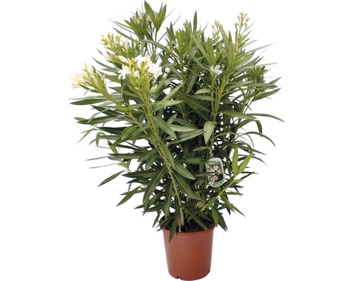 Oleander FloraSelf Nerium oleander H 70-80 cm Ø 30 cm Topf