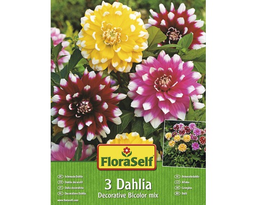 Blumenzwiebel FloraSelf Dahlie 'Bicolor Mischung' 3 Stk