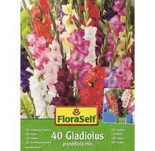 Blumenzwiebel FloraSelf Gladiolen 'Grossblumiger Mix' 40 Stk-thumb-0