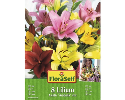 Blumenzwiebel FloraSelf Lilie 'Arabella Mischung' 8 Stk
