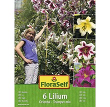 Blumenzwiebel FloraSelf Baumlilie 6 Stk-thumb-0