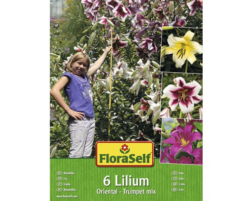 Blumenzwiebel FloraSelf Baumlilie 6 Stk-0