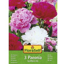 Blumenzwiebel FloraSelf Pfingstrose/Paeonia Mischung 3 Stk-thumb-0