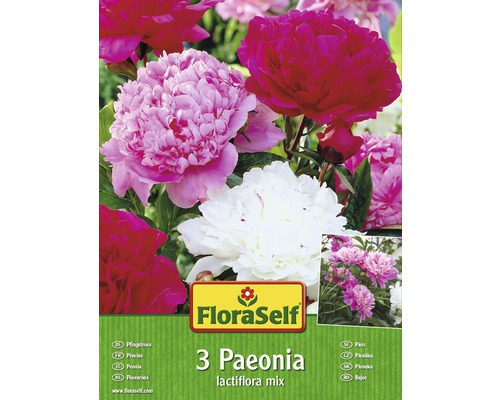 Blumenzwiebel FloraSelf Pfingstrose/Paeonia Mischung 3 Stk