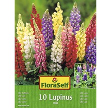 Blumenzwiebel FloraSelf Lupines/Wolfsbohne Mischung ca. 10 Stk-thumb-0