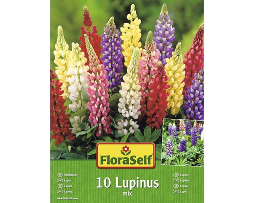 Blumenzwiebel FloraSelf Lupines/Wolfsbohne Mischung ca. 10 Stk
