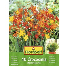 Blumenzwiebel FloraSelf Montbretie/Crocosmia Mischung 40 Stk-thumb-0