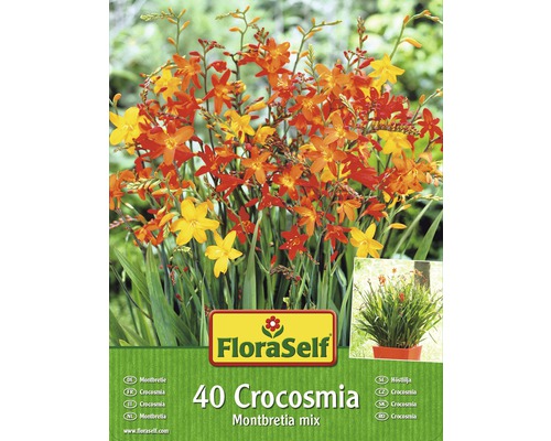 Blumenzwiebel FloraSelf Montbretie/Crocosmia Mischung 40 Stk