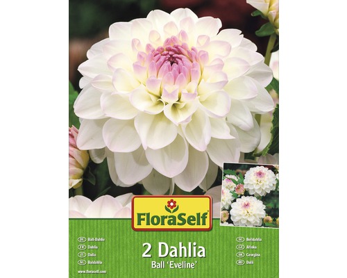 Blumenzwiebel FloraSelf Dahlie 'Eveline' 2 Stk-0