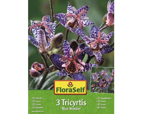 Blumenzwiebel FloraSelf Tricyrtis/Krötenlilie 'Blue Wonder' 3 Stk-0