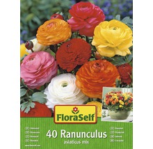 Blumenzwiebel FloraSelf Hahnenfuß/Ranunculus Mischung 40 Stk-thumb-0