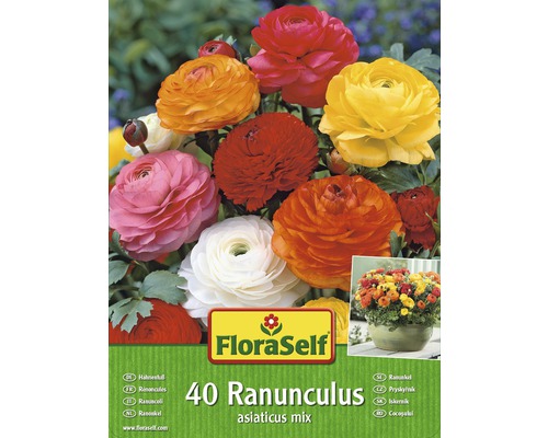 Blumenzwiebel FloraSelf Hahnenfuß/Ranunculus Mischung 40 Stk
