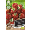BIO Erdbeer-Rhizom 'Framberry' 2 Stk.
